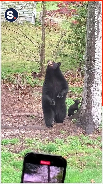 Mama Bear Visits Neighborhood With New Cub That's an Expert Climber