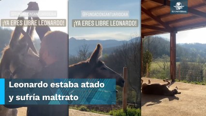 ¡Por primera vez libre! Así reacciona burrito tras 8 años amarrado