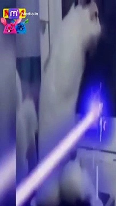 ضحكة القطط مقاطع فيديو مضحكة لقطط صغيرة لعام 2023