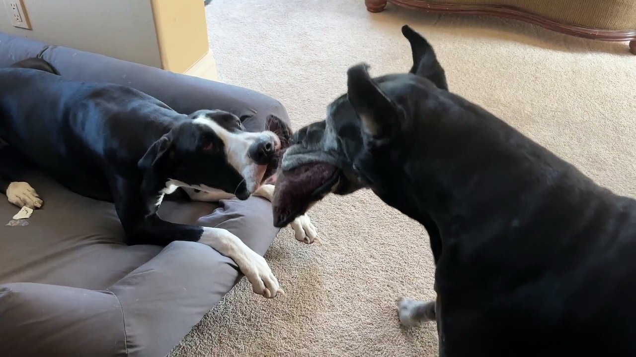 Hilarious Pranks by Mischievous Puppy on Robot Vacuum Puppy VS. Robot Vacuum: The Ultimate Showdown