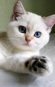 Alyaska British Shorthair female 3,5 months