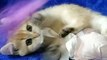 Alyaska and Amazon  British Shorthair kittens