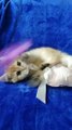 Alyaska and Amazon  British Shorthair kittens