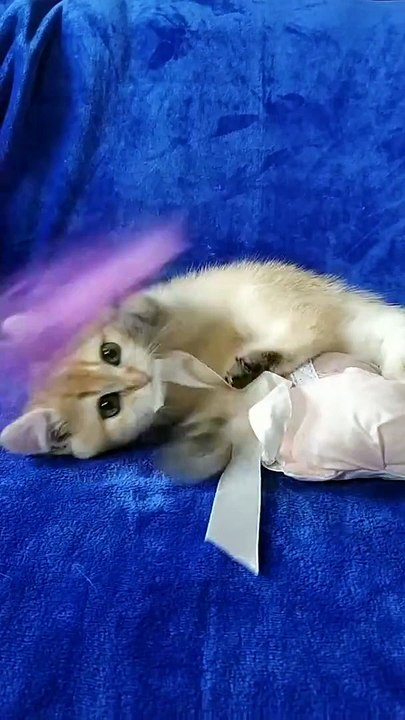 Alyaska and Amazon  British Shorthair kittens