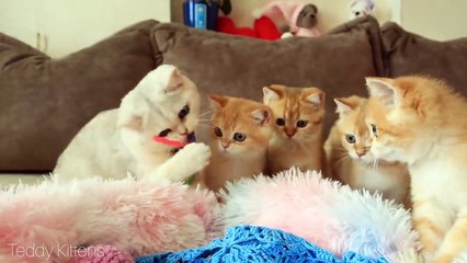 Amur's liked  the kitty Coco. Golden Kittens Play with a new toy.