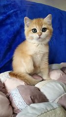 Anabel British Shorthair ❤️ ny12 kitty