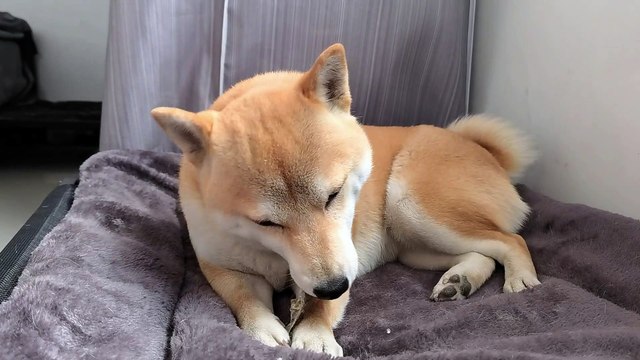 맛있다시바-153839
