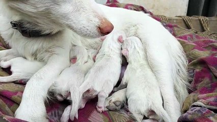 수유중인댕댕이-149350