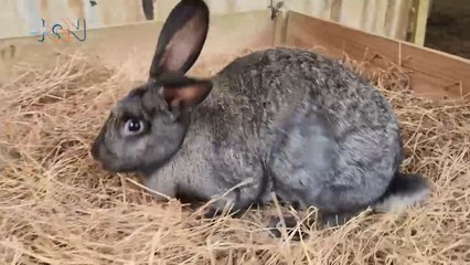 mqn-¿Conoce los conejos más grandes del mundo- -030523