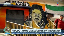 Hipopótamos del narcotráficante Pablo Escobar, un problema para Colombia