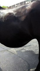 Día III Andalusian mare Pregnant 2019
