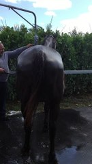 Día III Andalusian mare Pregnant 2019