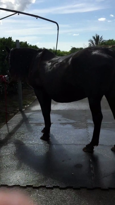 Día III Andalusian mare Pregnant 2019