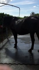 Día III Andalusian mare Pregnant 2019