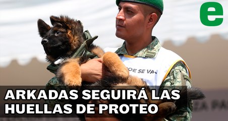 Conoce a Arkadas, nuevo perro rescatista traído desde Turquía | EXPRESO