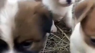 Funny and cute puppies . A beautiful moment #1455 - #shorts(720p)