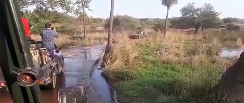 रणथम्भौर से इसी माह शिफ्ट की जाएंगी दो बाघिन