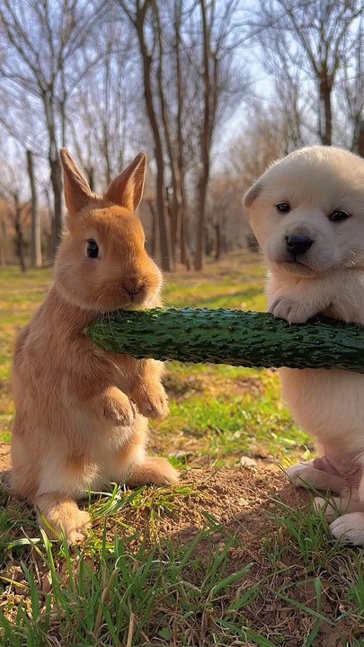 Rabbit Eating Co cumber | Rabbit And Dog | Animals Funny Moments | Cute Pets | Funny Animals #animal