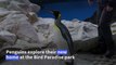 Penguins waddle into new home in Singapore