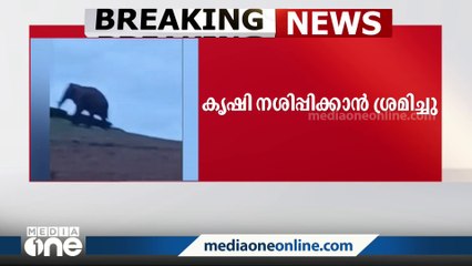 അരിക്കൊമ്പനെ കാട്ടിലേക്ക് തുരത്തി: ഇറങ്ങിയത് തമിഴ്‌നാട്ടിലെ ജനവാസമേഖലയിൽ