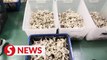 Four nabbed at Sibu premises for attempting to smuggle RM2.5mil worth of bird’s nests
