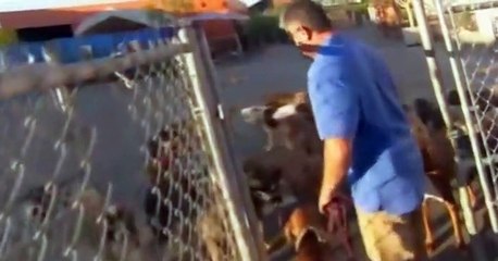 Dog Whisperer S02 E16