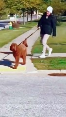 dog want to walk like human
