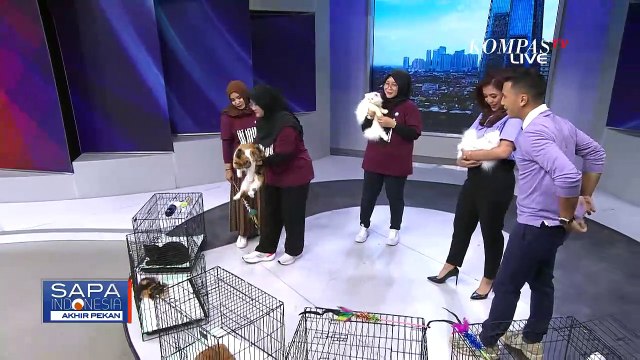 Mengenal Lebih Dekat Komunitas Pecinta Kucing D'Jaboers..!