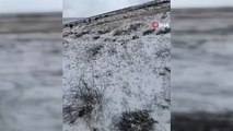 Bitlis Ahlat’ta mayısta kar sürprizi: Koyunlar merada kara yakalandı