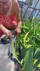 Libérer un serpent du filet de jardin - Buzz Buddy