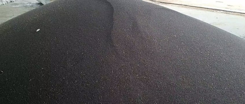 चना खरीद की लिमिट बढ़ाकर 40 क्विंटल की, सरसों की बढ़ाई नहीं