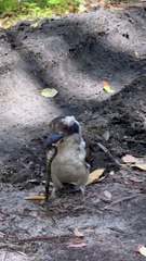 Kookaburra mangeant un bébé serpent brun venimeux - Buzz Buddy