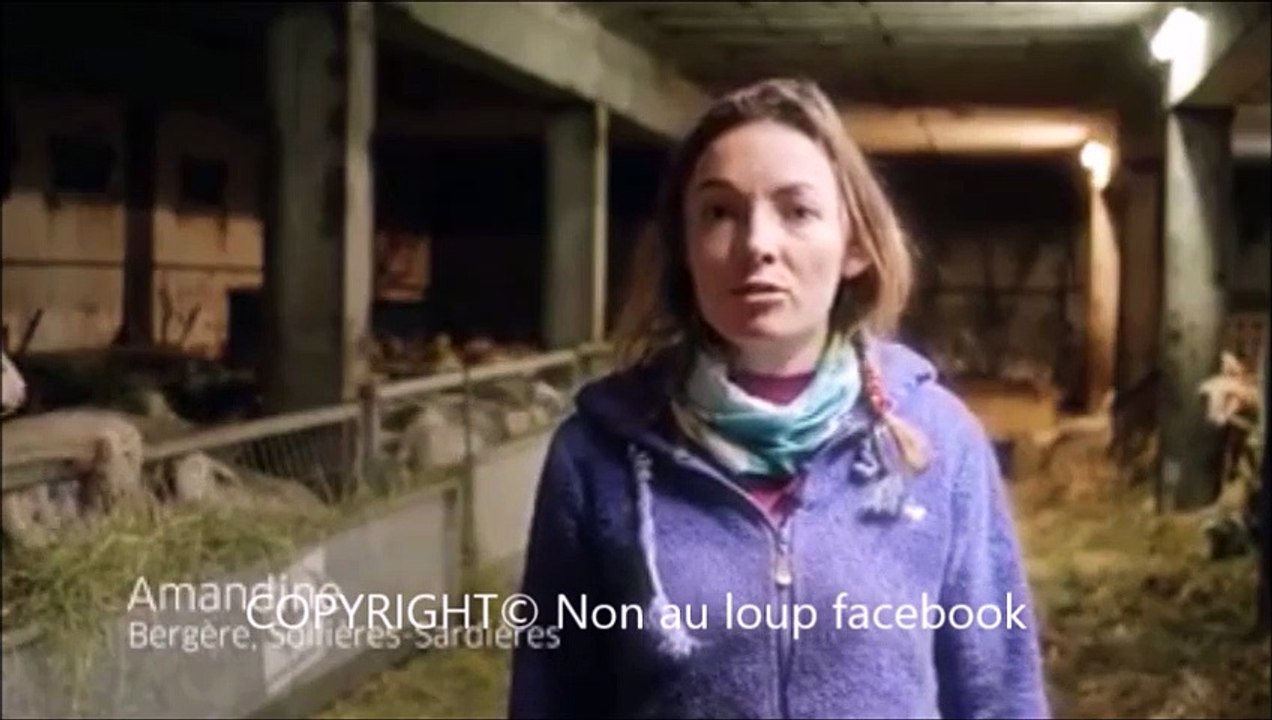 2.Le loup est un animal tres timide