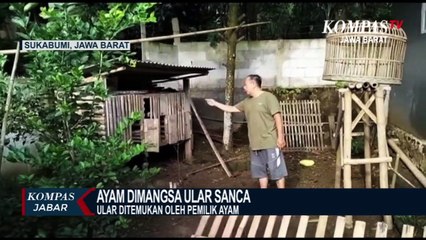 Damkar Kesulitan Evakuasi Ular Sanca Sepanjang 3 Meter