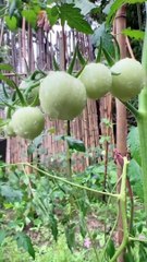 Enjoy beautiful nature with rural life