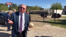 CHP'li Tanal deve kuşu yumurtası ile tepki gösterdi! 