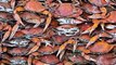 Batteries made of crab shells can power cars | NEXT NOW