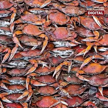 Batteries made of crab shells can power cars | NEXT NOW