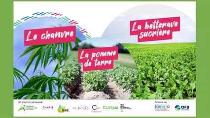 Ecophyto Betterave sucriere 25mai23
