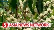Vietnam News | Son La coffee flowers in full bloom