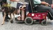 Otto chili di cocaina nella sedia a rotelle, arrestato a Malpensa