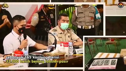 Penyelundupan Ribuan Benih Lobster Senilai Rp 4,1 Miliar Digagalkan