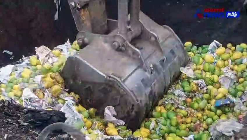 Watch : திருச்சியில் ரசாயனம் மூலம் பழுக்க வைக்கப்பட்ட சுமார் 5000 கிலோ மாம்பழங்கள் அழிப்பு! 