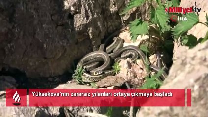 Yüksekova’nın zararsız yılanları ortaya çıkmaya başladı