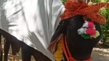 अनोखा विवाह: बछडा बना दुल्हा, गाय बनी दुल्हन, फिर कराये सात फेरे..
