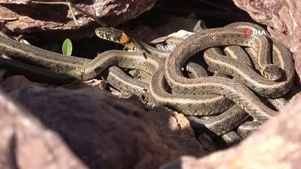 Yüksekova'nın zararsız yılanları çıkmaya başladı