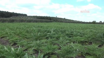 Somalı Çiftçi: "Geçen Sene Buğdaydan Kazandığım Parayla Tekrar Buğday Ekemiyordum, Enginar Ekmeye Karar Verdim"