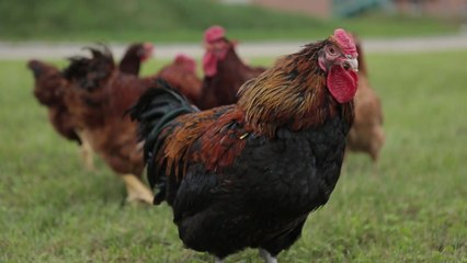 [녹색] '우리맛닭' 분양 올해부터 민간 주도로 전환 / YTN