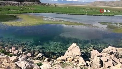 Türkiye'nin ''yılan tarlası'' kamerada! Binlerce yılanı gören gözlerine inanamadı