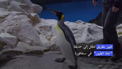 طيور بطريق تنتقل إلى حديقة "جنة الطيور" في سنغافورة